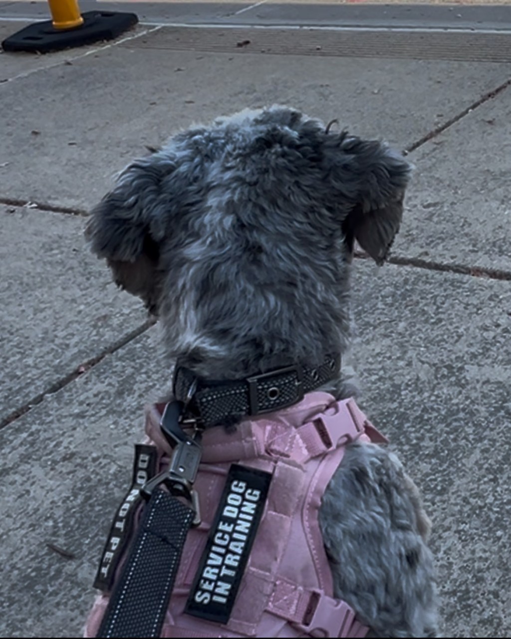 Bernedoodle service dog